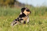 BERGER AUSTRALIEN PUPPIES 186